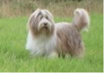 Photo of Jack the dog